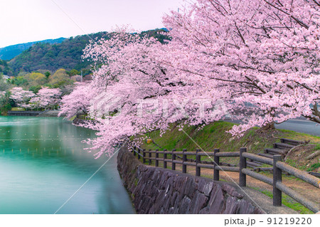 香川県三豊市財田町　戸田ダム公園の桜 91219220
