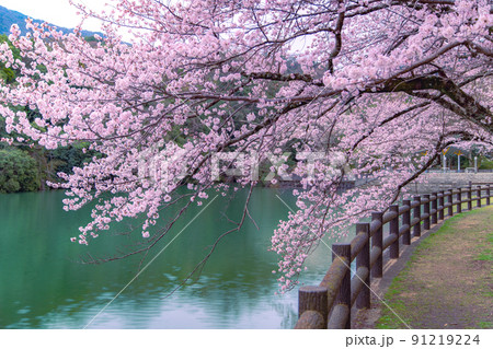 香川県三豊市財田町 戸田ダム公園の桜 香川県三豊市財田町 戸田ダム公園の桜 91219224