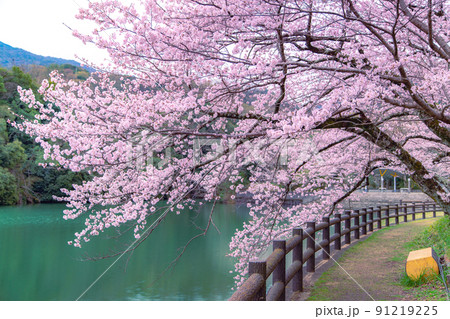 香川県三豊市財田町 戸田ダム公園の桜 香川県三豊市財田町 戸田ダム公園の桜 91219225