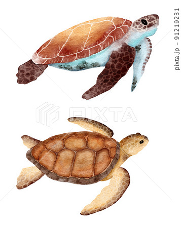 Watercolor sea turtle tortoise hand drawn illustration, ocean underwater marine nautical design, endangered species animal, pacific waters wildlife. Watercolor sea turtle tortoise hand drawn illustration, ocean underwater marine nautical design, endangered species animal, pacific waters wildlife. 91219231