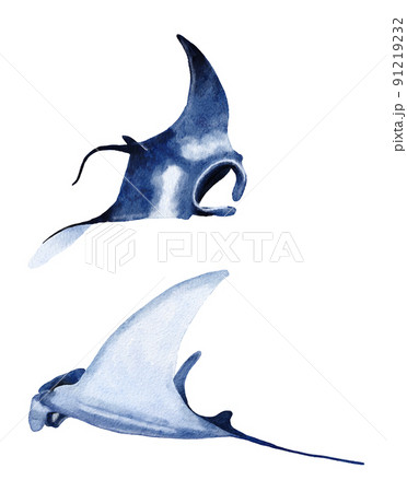 Watercolor manta ray hand drawn illustration, sea ocean underwater marine nautical design, endangered species animal, pacific waters wildlife. Watercolor manta ray hand drawn illustration, sea ocean underwater marine nautical design, endangered species animal, pacific waters wildlife. 91219232