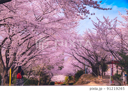 朝日山森林公園の桜並木 91219265