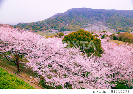 朝日山森林公園の桜並木 朝日山森林公園の桜並木 91219278