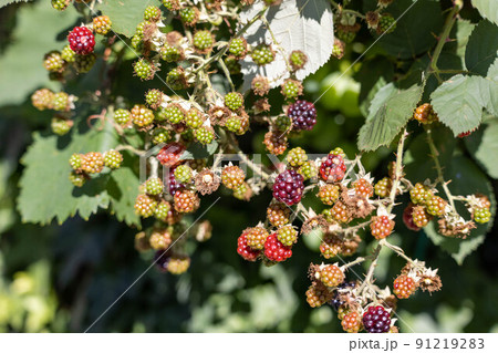 野いちご 91219283