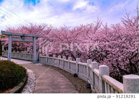 朝日山森林公園の桜並木 91219291