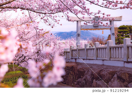 朝日山森林公園の桜並木 91219294