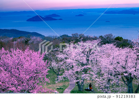 世界が認めた桜の名所　紫雲出山 91219383