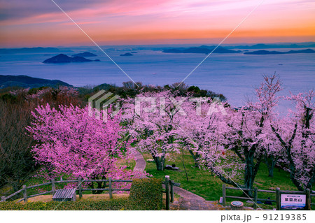 世界が認めた桜の名所 紫雲出山 世界が認めた桜の名所 紫雲出山 91219385