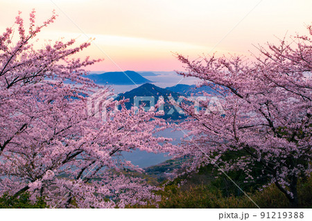 世界が認めた桜の名所　紫雲出山 91219388