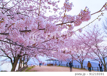 世界が認めた桜の名所　紫雲出山 91219391