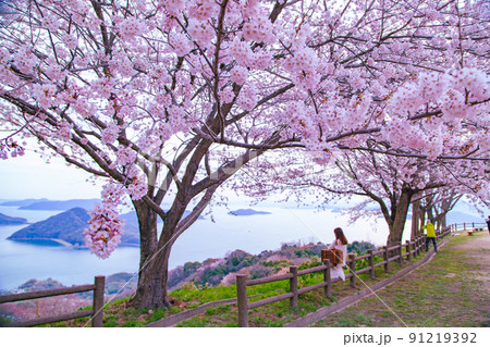 世界が認めた桜の名所 紫雲出山 世界が認めた桜の名所 紫雲出山 91219392