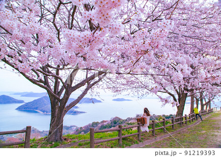 世界が認めた桜の名所　紫雲出山 91219393