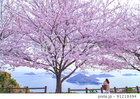 世界が認めた桜の名所　紫雲出山 91219394