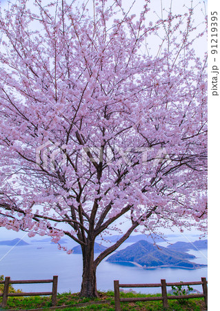世界が認めた桜の名所　紫雲出山 91219395