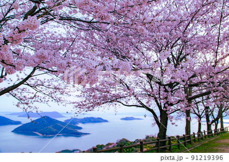 世界が認めた桜の名所　紫雲出山 91219396