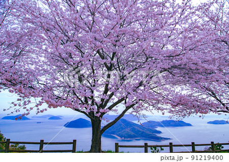 世界が認めた桜の名所　紫雲出山 91219400