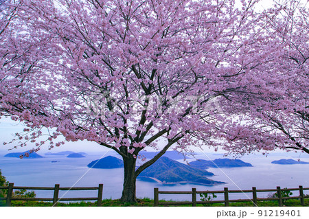 世界が認めた桜の名所　紫雲出山 91219401