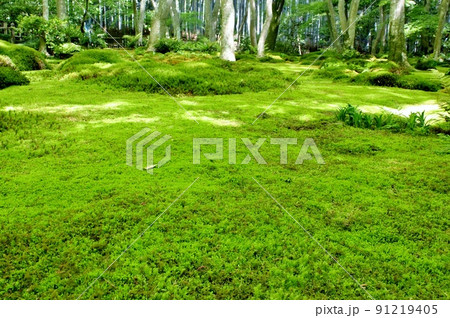 嵯峨野・祇王寺 モフモフの苔 嵯峨野・祇王寺 モフモフの苔 91219405