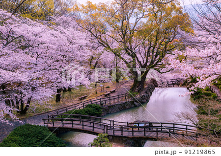 香川県三豊市豊中町 不動の滝カントリーパークの桜 香川県三豊市豊中町 不動の滝カントリーパークの桜 91219865