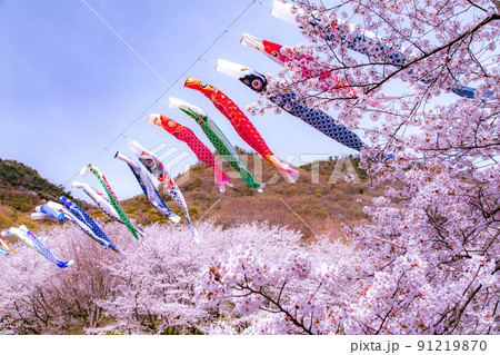 香川県三豊市豊中町　不動の滝カントリーパークの桜 91219870