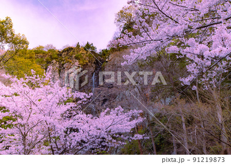 香川県三豊市豊中町　不動の滝カントリーパークの桜 91219873