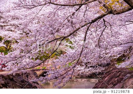 香川県三豊市豊中町　不動の滝カントリーパークの桜 91219878