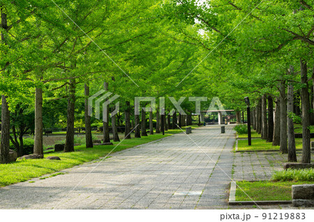 山形県総合運動公園のイチョウ並木 91219883
