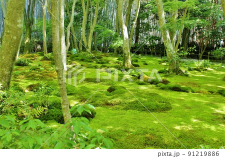 嵯峨野・祇王寺　青もみじと苔の庭 91219886