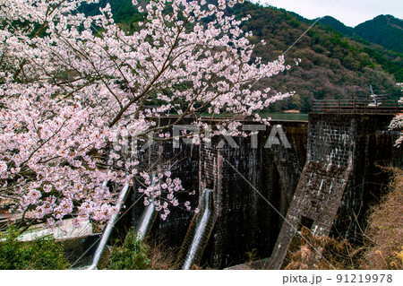 香川県観音寺市 豊稔池ダムと桜 春の訪れ 香川県観音寺市 豊稔池ダムと桜 春の訪れ 91219978