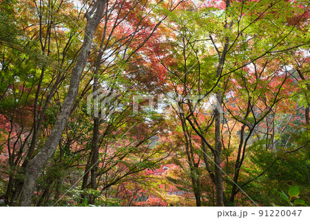 【兵庫県】11月・有馬温泉からほど近い瑞宝寺公園 【兵庫県】11月・有馬温泉からほど近い瑞宝寺公園 91220047