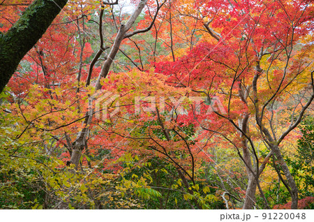 【兵庫県】11月・有馬温泉からほど近い瑞宝寺公園 91220048