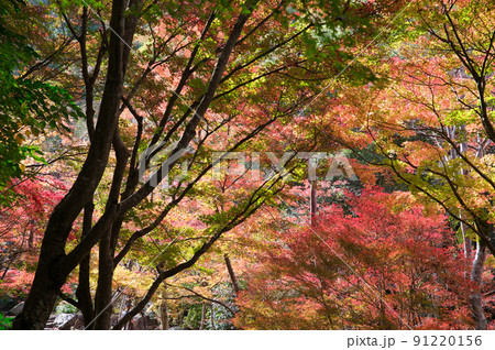 【兵庫県】11月・有馬温泉からほど近い瑞宝寺公園 【兵庫県】11月・有馬温泉からほど近い瑞宝寺公園 91220156
