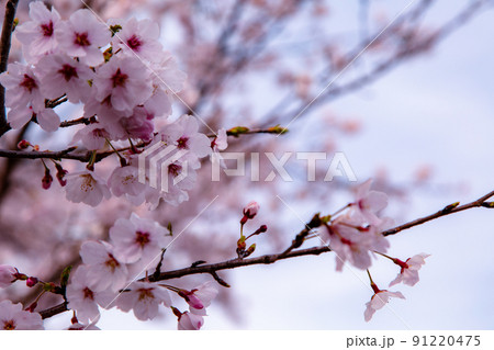 香川県綾歌郡宇多津町　青ノ山山頂の桜　春の訪れ 91220475
