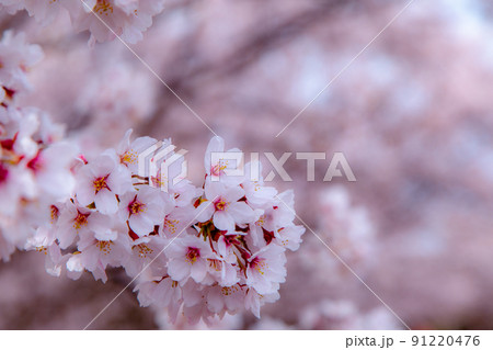 香川県綾歌郡宇多津町　青ノ山山頂の桜　春の訪れ 91220476