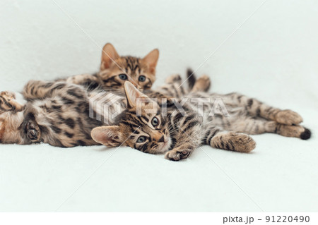Three cute bengal kittens laying on a furry white blanket. 91220490