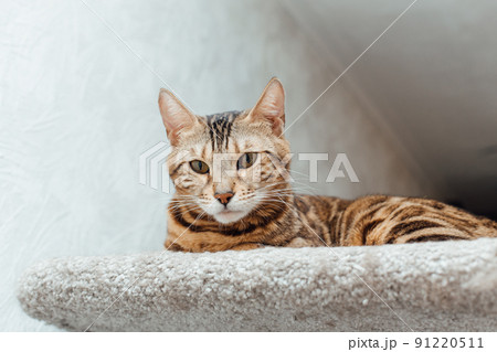 Young cute bengal cat laying on a soft cat's shelf of a cat's house. 91220511