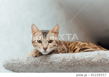 Young cute bengal cat laying on a soft cat's shelf of a cat's house. 91220557