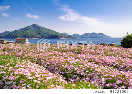 海辺の花畑 フラワーパーク浦島 海辺の花畑 フラワーパーク浦島 91221005