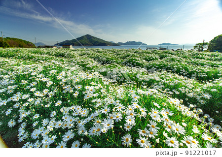 海辺の花畑　フラワーパーク浦島 91221017