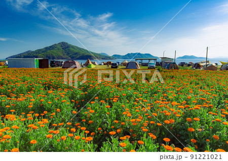 海辺の花畑 フラワーパーク浦島 海辺の花畑 フラワーパーク浦島 91221021