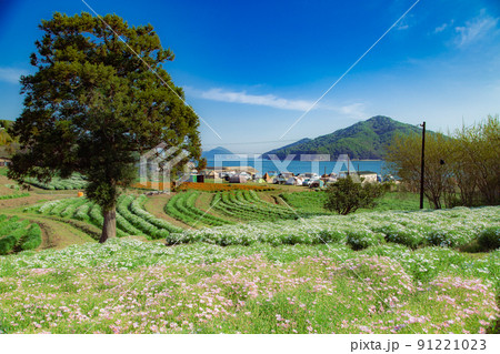 海辺の花畑 フラワーパーク浦島 海辺の花畑 フラワーパーク浦島 91221023