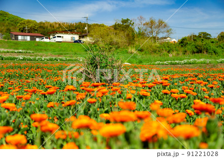 海辺の花畑　フラワーパーク浦島 91221028