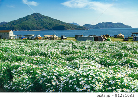 海辺の花畑 フラワーパーク浦島 海辺の花畑 フラワーパーク浦島 91221033