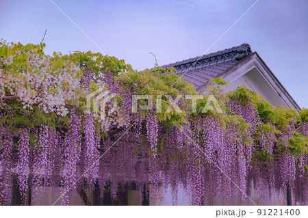 藤の花寺　萬福寺 91221400