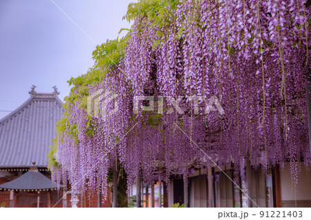 藤の花寺　萬福寺 91221403