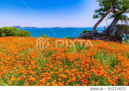 樹齢1200年の巨木がそびえる神秘の小島 志々島 樹齢1200年の巨木がそびえる神秘の小島 志々島 91221615