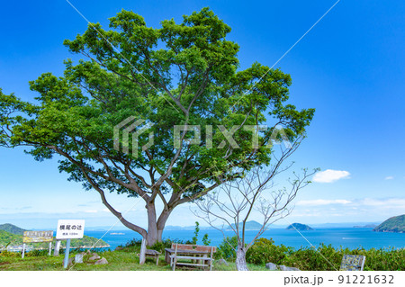 樹齢1200年の巨木がそびえる神秘の小島　志々島 91221632