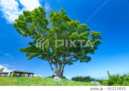 樹齢1200年の巨木がそびえる神秘の小島　志々島 91221633