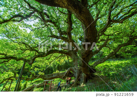 樹齢1200年の巨木がそびえる神秘の小島　志々島 91221659
