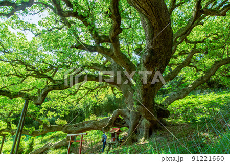 樹齢1200年の巨木がそびえる神秘の小島 志々島 樹齢1200年の巨木がそびえる神秘の小島 志々島 91221660